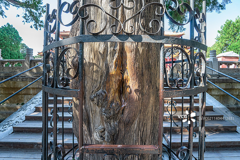 中国山东泰安著名景点泰山旅行旅游，泰山第一行宫岱庙，孤忠柏和平滑的缝隙，户外白昼无人图像摄影图片素材