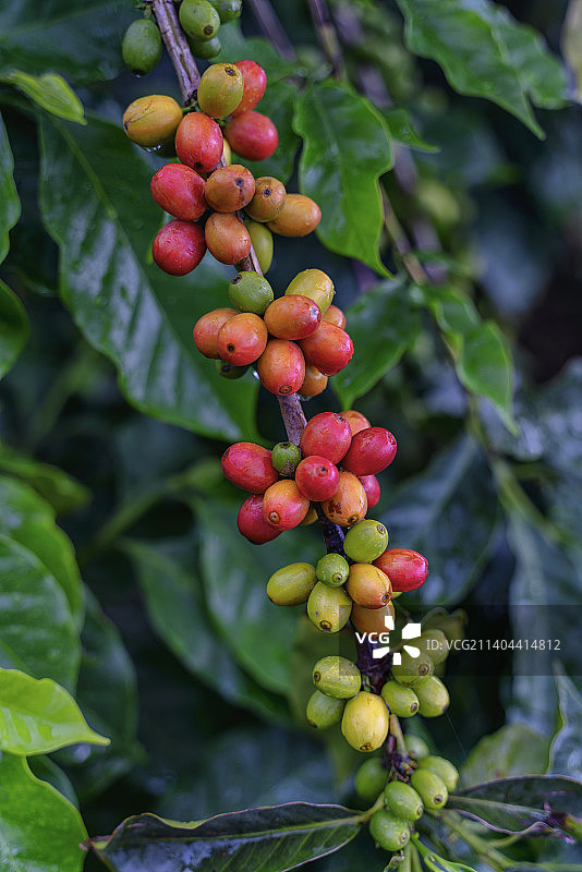云南保山小粒咖啡图片素材