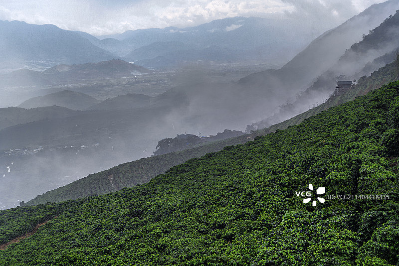 云南保山咖啡种植园图片素材