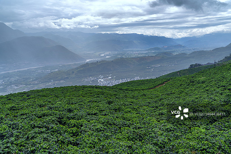 云南保山咖啡种植园图片素材
