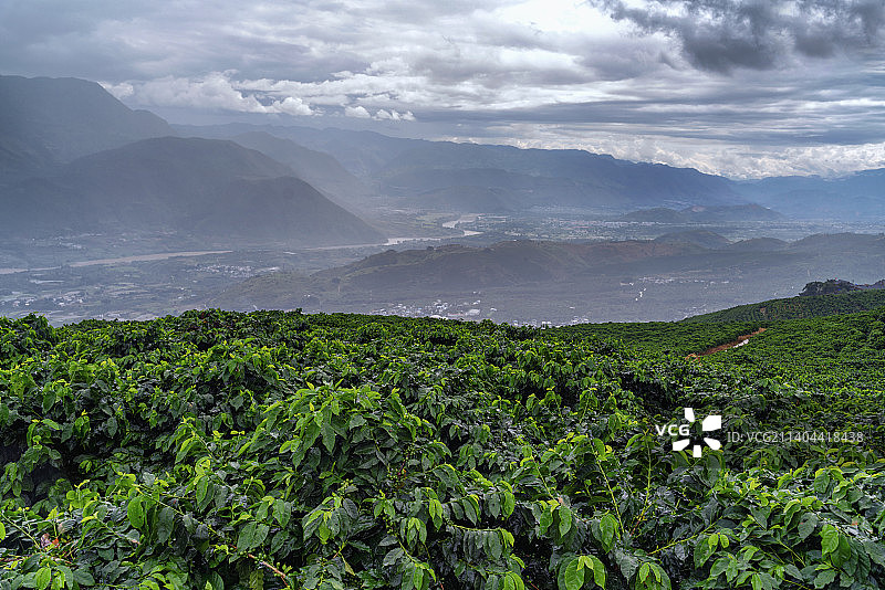 云南保山咖啡种植园图片素材