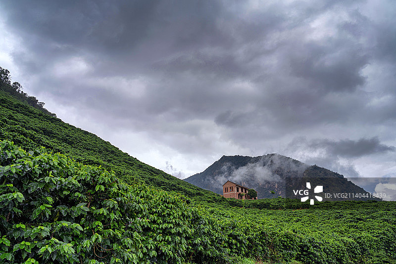 云南保山咖啡种植园图片素材