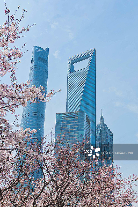 樱花绽放中的上海陆家嘴金融城图片素材