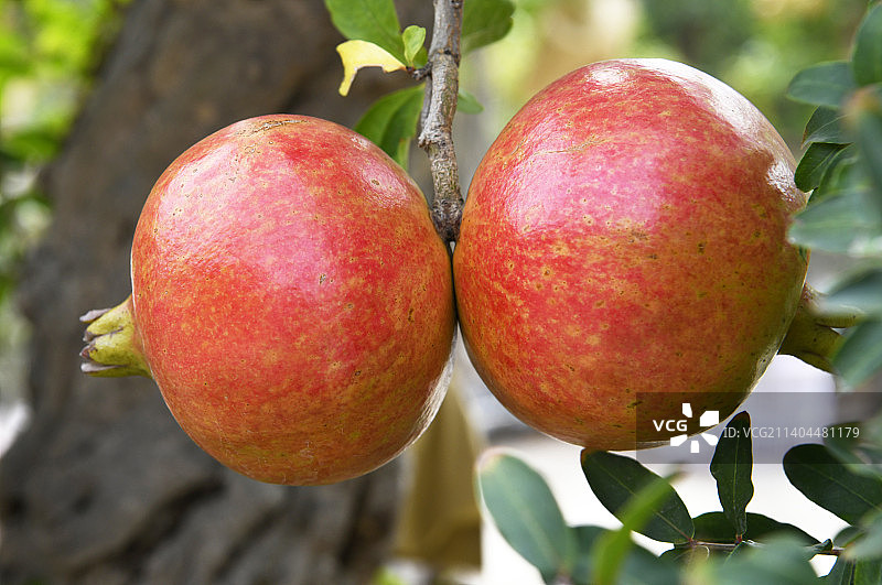 山东枣庄峄城区万亩榴园大红石榴挂满枝头图片素材