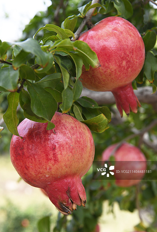 山东枣庄峄城区万亩榴园大红石榴挂满枝头图片素材