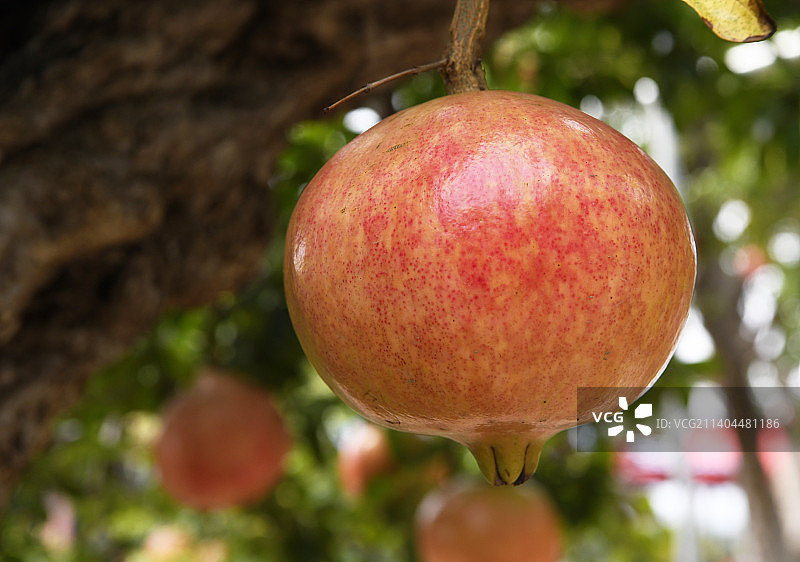 山东枣庄峄城区万亩榴园大红石榴挂满枝头图片素材