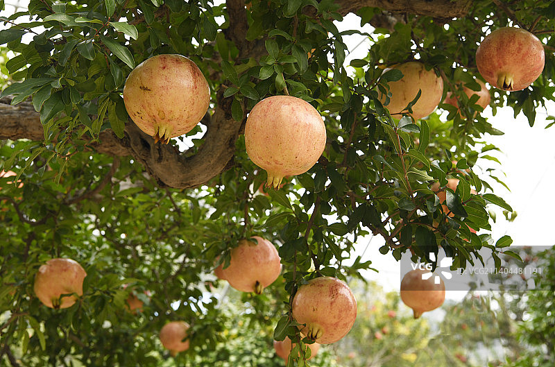 山东枣庄峄城区万亩榴园大红石榴挂满枝头图片素材