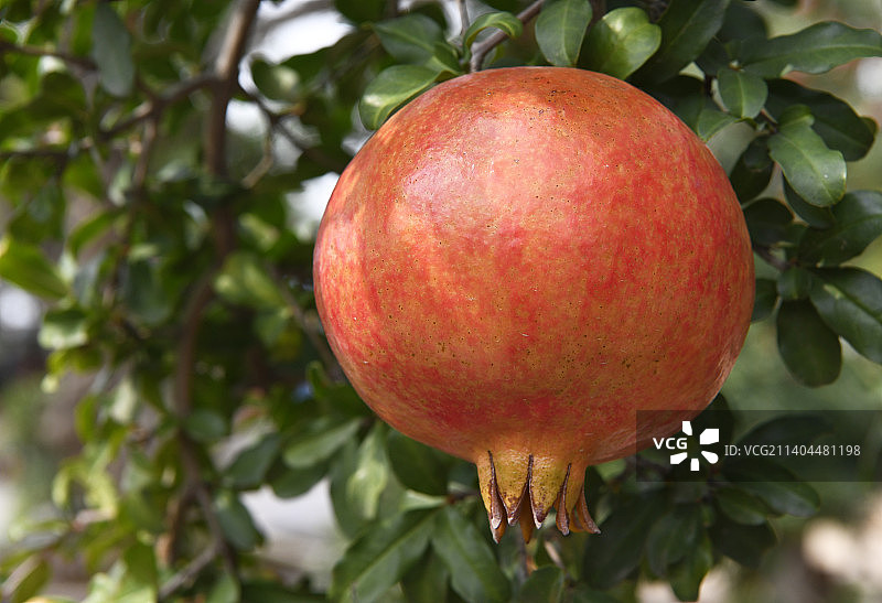 山东枣庄峄城区万亩榴园大红石榴挂满枝头图片素材