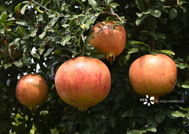 山东枣庄峄城区万亩榴园大红石榴挂满枝头图片素材