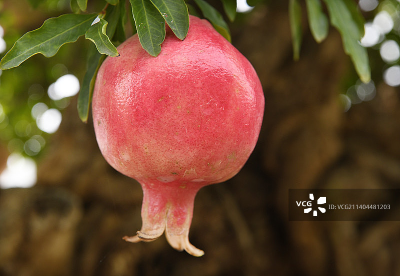 山东枣庄峄城区万亩榴园大红石榴挂满枝头图片素材