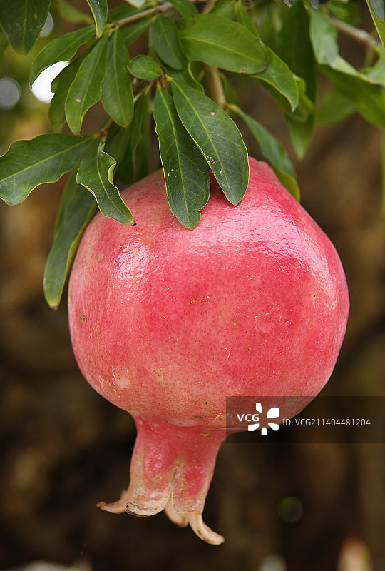 山东枣庄峄城区万亩榴园大红石榴挂满枝头图片素材