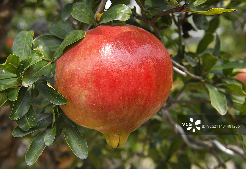 山东枣庄峄城区万亩榴园大红石榴挂满枝头图片素材