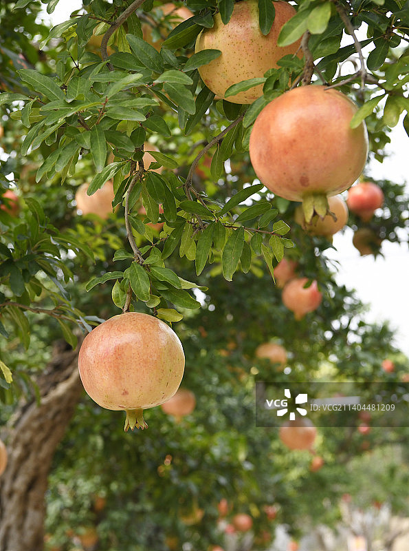 山东枣庄峄城区万亩榴园大红石榴挂满枝头图片素材