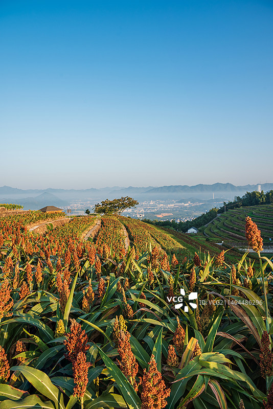 黑山顶顶高粱地图片素材