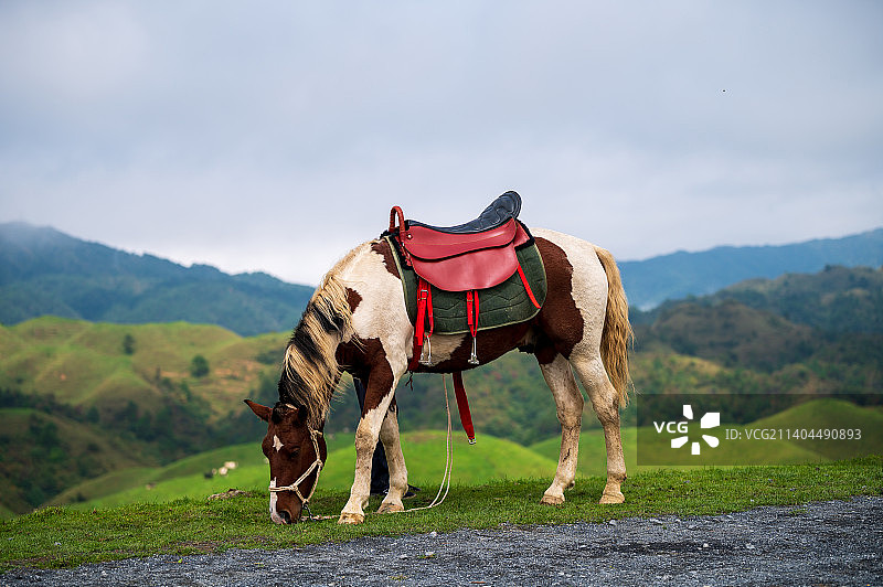 一匹马在南山牧场吃着草图片素材