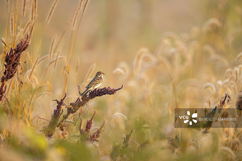 树枝上的小鹀图片素材