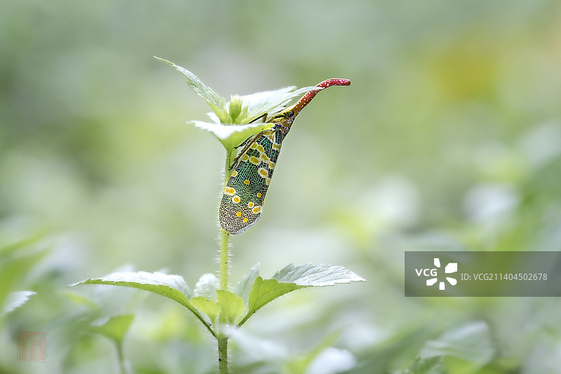 龙眼鸡图片素材