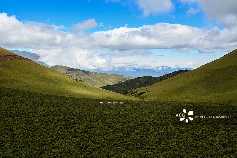 跳跃在大凉山的生灵图片素材