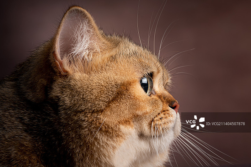 猫 金渐层图片素材