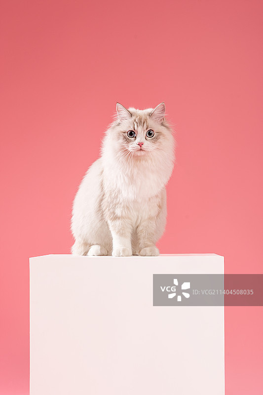 宠物 布偶猫图片素材