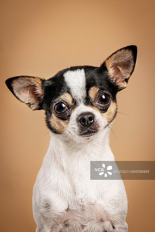 宠物 吉娃娃图片素材