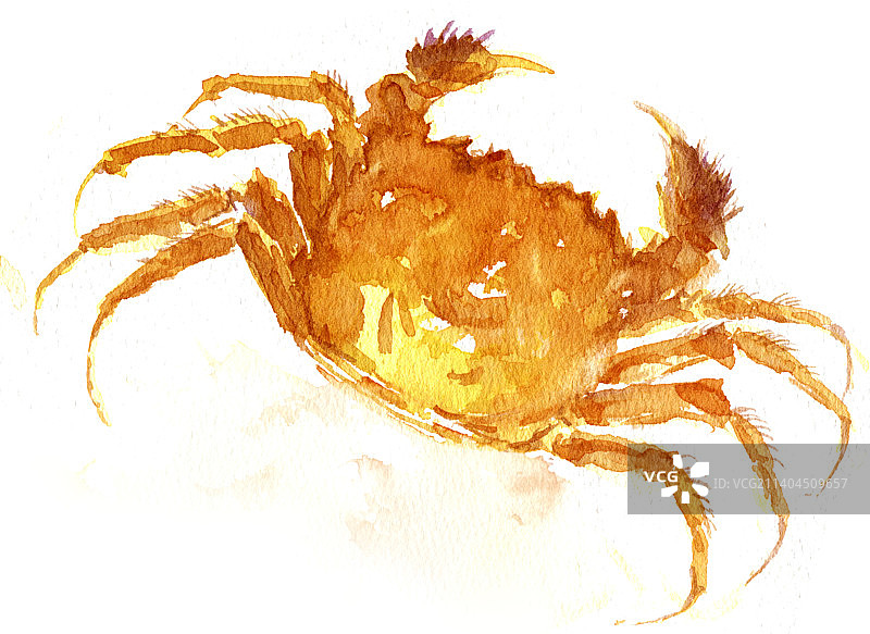 大闸蟹图片素材