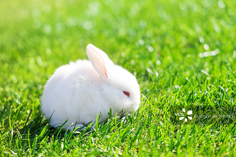 绿色草坪上的白色小兔子图片素材