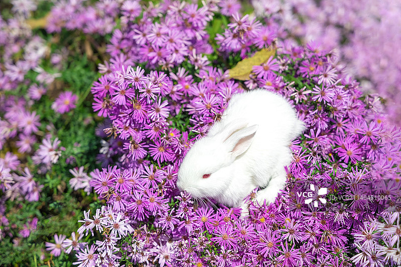 粉色花丛中的小白兔子图片素材