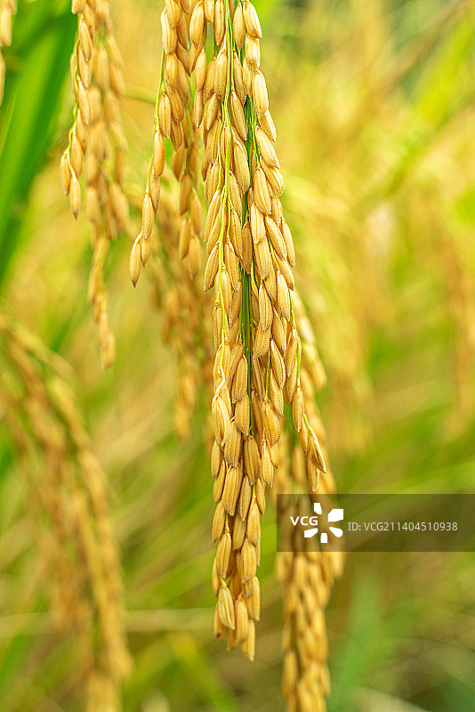 成熟的稻穗图片素材