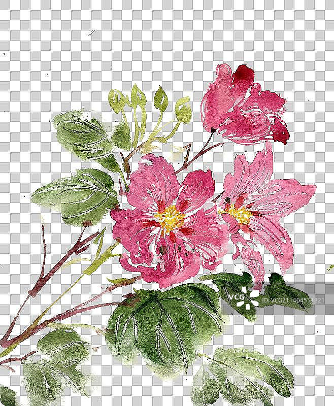 红色的铁线莲图片素材