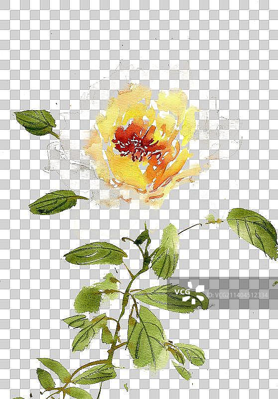 黄色的月季花图片素材