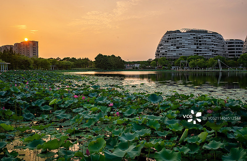 浦东祝桥镇海天湖公园的夏天日落，粉嫩荷花盛开在绿色荷叶丛中，温暖的夕阳照射着湖面图片素材