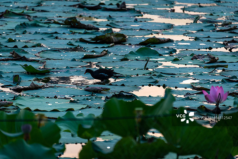 浦东祝桥镇海天湖公园的夏天，粉嫩荷花盛开在绿色荷叶丛中，引来一只黑色的水鸟图片素材