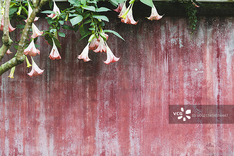 曼陀罗开花了图片素材