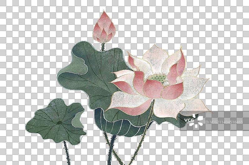 肌理岩彩风格植物系列六月荷花图片素材