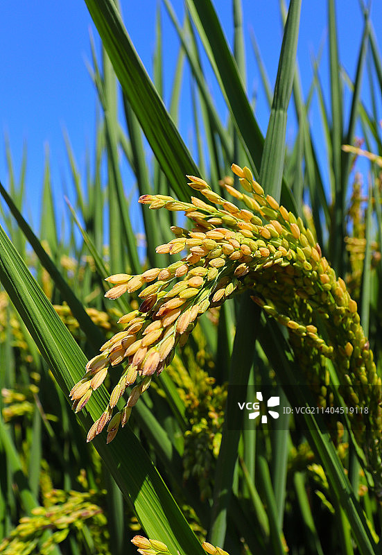 宁波新政村附近的阳光下稻谷仰拍镜头图片素材