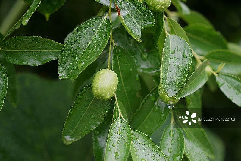 雨后树上的青枣图片素材