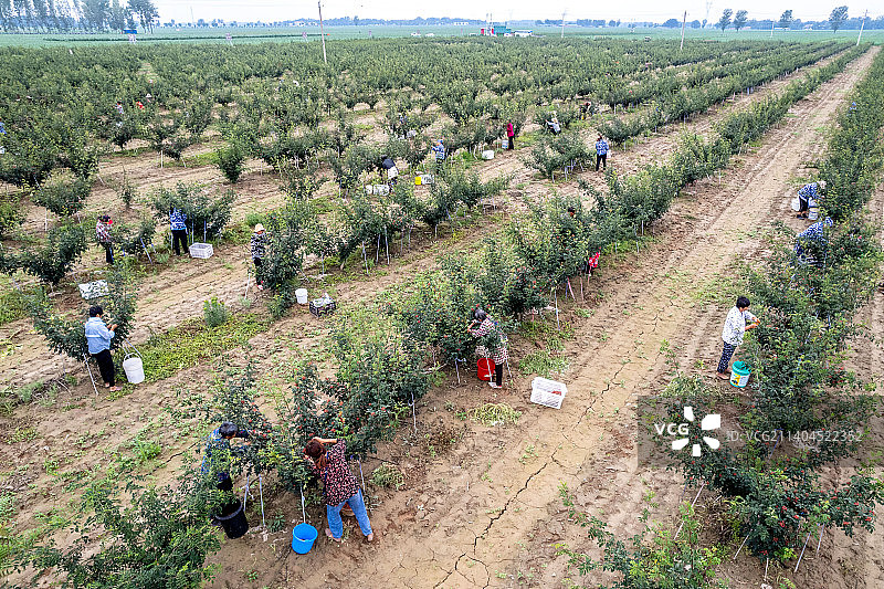 河南滑县：农民摘花椒图片素材