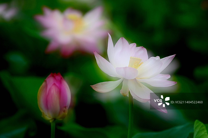 黑龙江大庆：盛开的荷花妖娆多姿图片素材