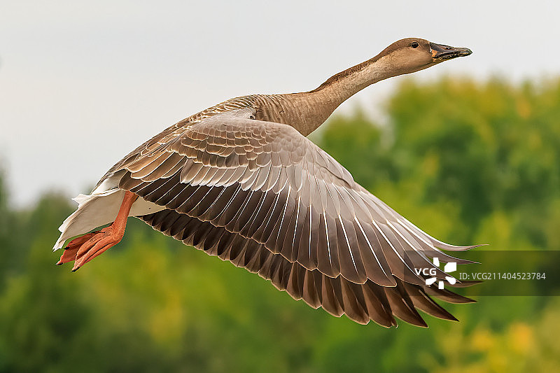 一只起飞的鸿雁图片素材