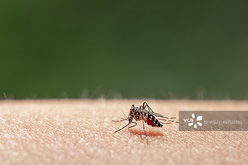 在人类皮肤上叮咬吸满血液的白纹伊蚊图片素材