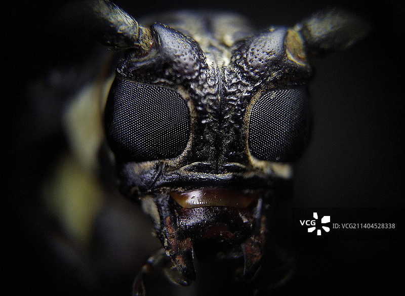 黑色背景下的昆虫特写图片素材