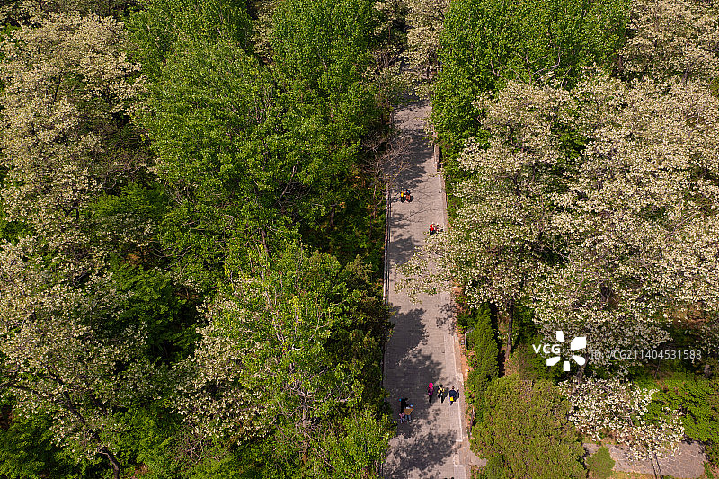 槐树林图片素材