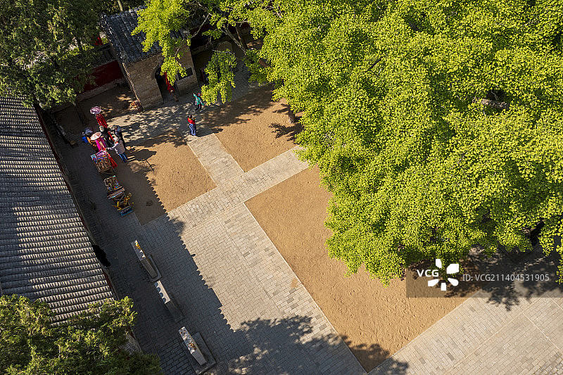 银杏树图片素材