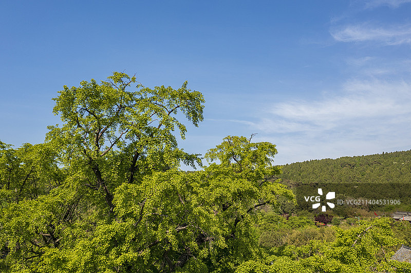 银杏树图片素材