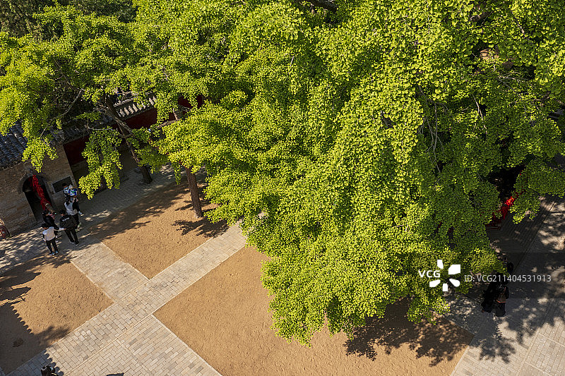 银杏树图片素材