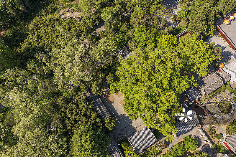 银杏树图片素材