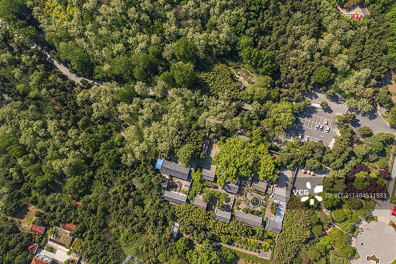 银杏树图片素材