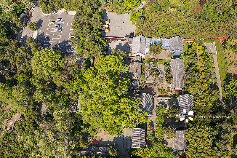 银杏树图片素材