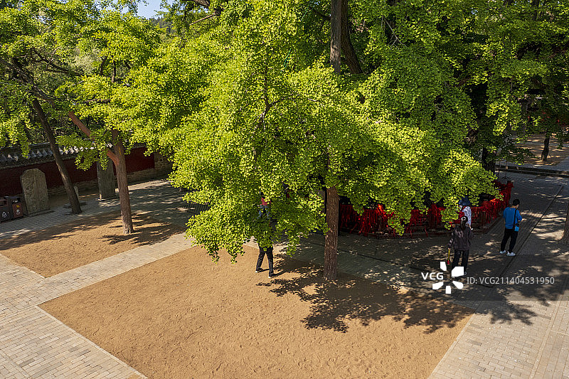 古银杏树图片素材